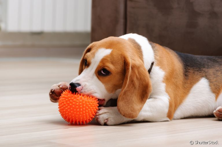 A bolinha é um dos brinquedos favoritos dos cães!