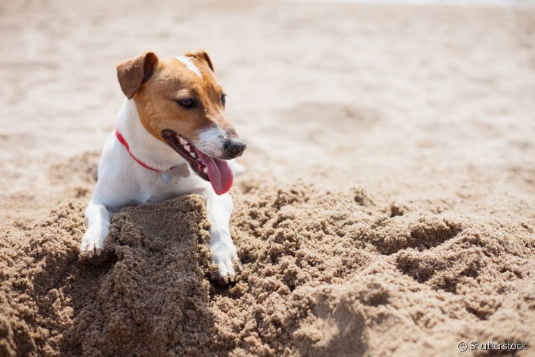  Cachorro cavando: comportamento pode ter várias motivações por trás. Entenda melhor! 