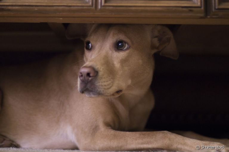  Veja as melhores maneiras de proteger o cachorro dos fogos de artifício! 