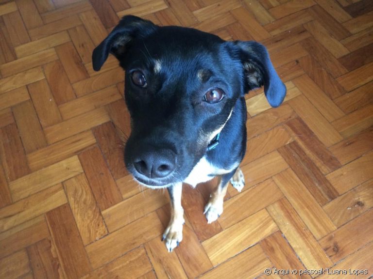 Cachorro com olho remelando é normal, mas fique atento com a quantidade: em excesso, a secreção pode indicar problemas mais graves
