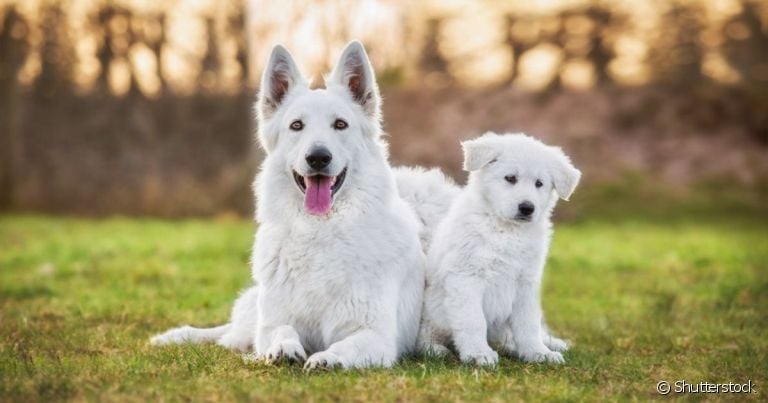 Até quantos meses o cachorro cresce: descubra como prever o tamanho que seu filhote vai alcançar