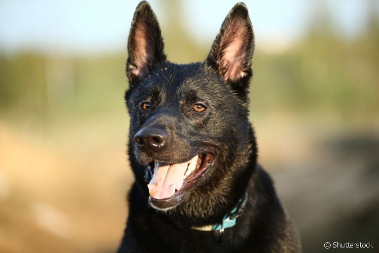 Cachorro vomitando ração: descubra o que pode ser e como ajudar seu amigo