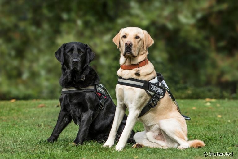 O cão-guia é determinante na independência de pessoas com deficiência visual. Entenda abaixo como funciona o treinamento!
