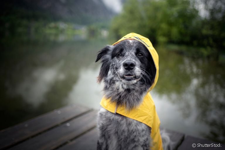 A capa de chuva para cachorro é um acessório que ajuda na rotina de passeios