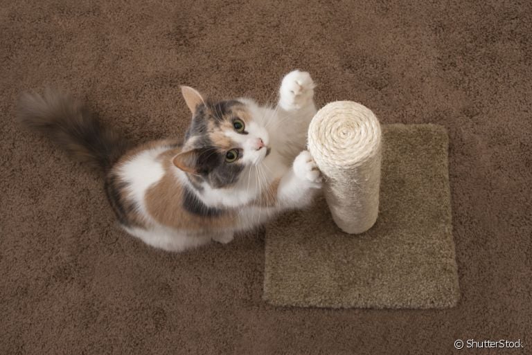 Arranhador de gato é uma alternativa para poupar os móveis das unhas dos gatinhos