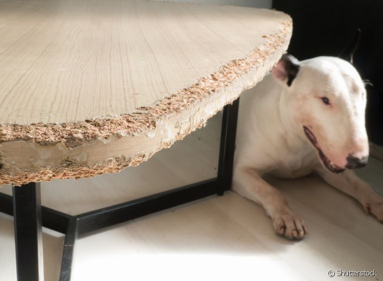 Um adestrador de cães pode ajudar no caso de um cachorro que morde todos os móveis