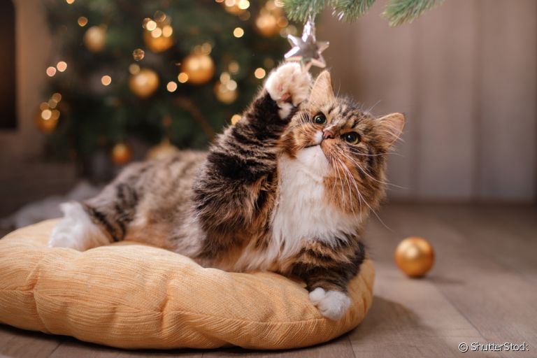 Luzes que piscam e enfeites: gatos e árvores de natal possuem uma relação bem curiosa!