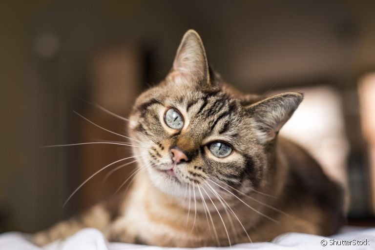 Esporotricose felina: saiba como prevenir a doença e proteger o seu amigo