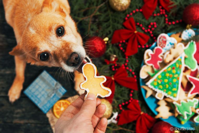 O que o cachorro pode comer na ceia de natal? Veja a lista!