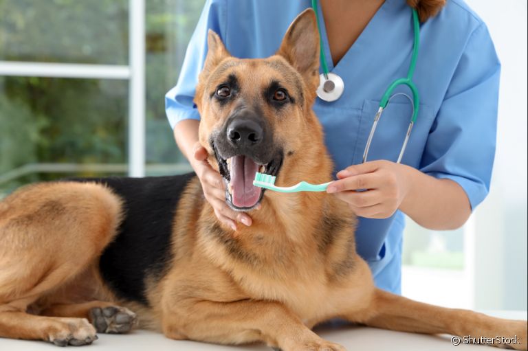 Escovar dente de cachorro previne doenças e ajuda a manter a higiene