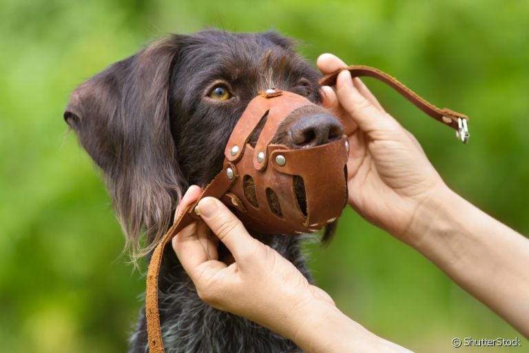 Focinheira para cachorro: entenda como e quando usar esse acessório