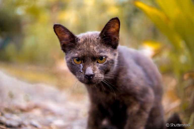 Descubra o que o seu gato com olho lacrimejando pode ter