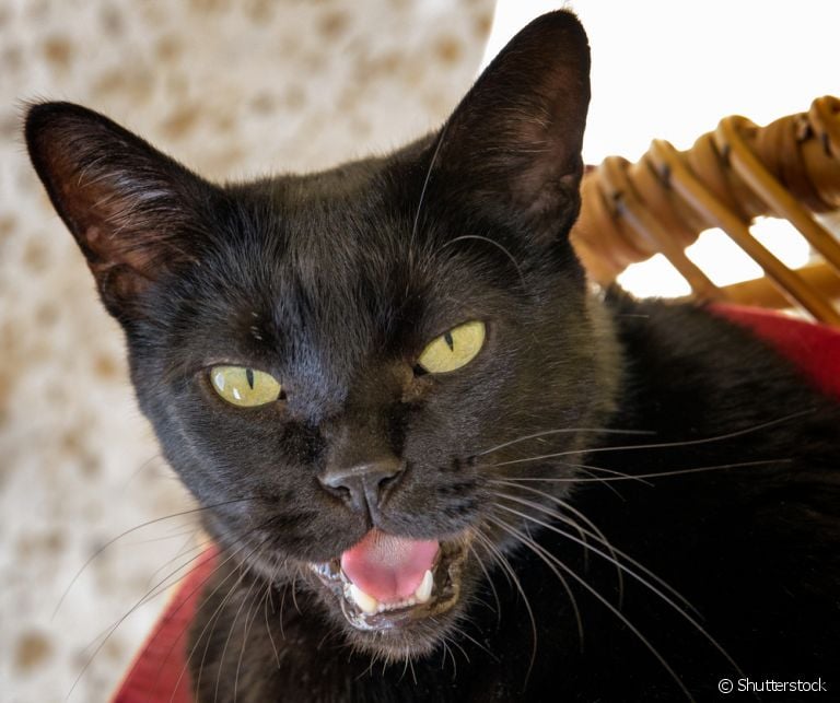 Gato tossindo pode estar relacionado a doenças respiratórias, problemas cardíacos e alergias. Aprenda a identificar!