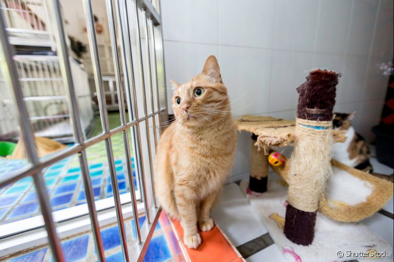  Hotel para gatos é uma alternativa para que seu amigo fique seguro durante a sua viagem 