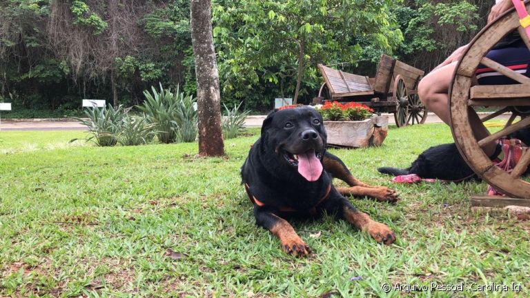 Leishmaniose canina: o Mussum, esse Rottweiler da foto, conviveu com a doença por alguns anos