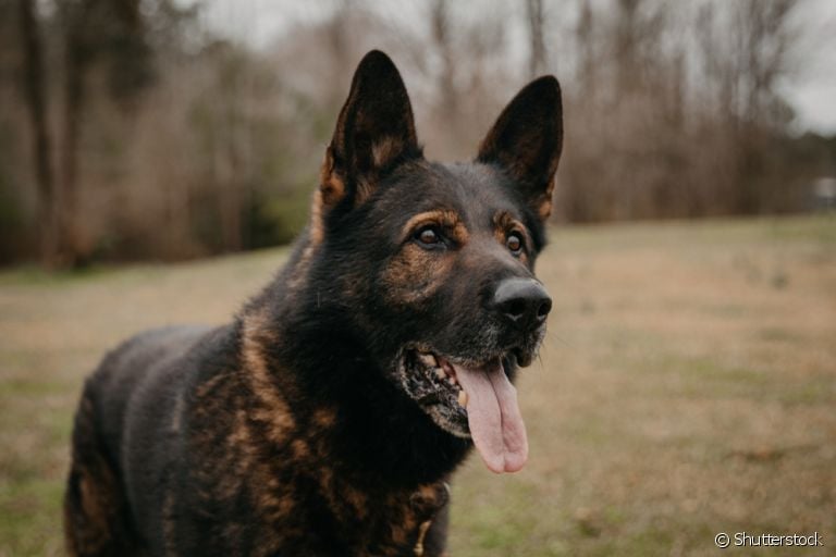 O mastocitoma em cães é um dos tumores mais comuns em animais: saiba mais sobre ele aqui
