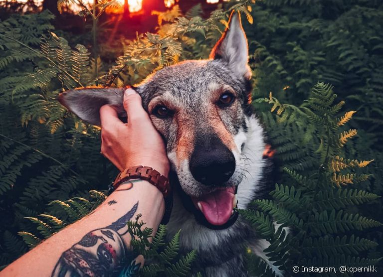 Descubra esses nomes de cachorros famosos, se inspire e se apaixone por esses doguinhos