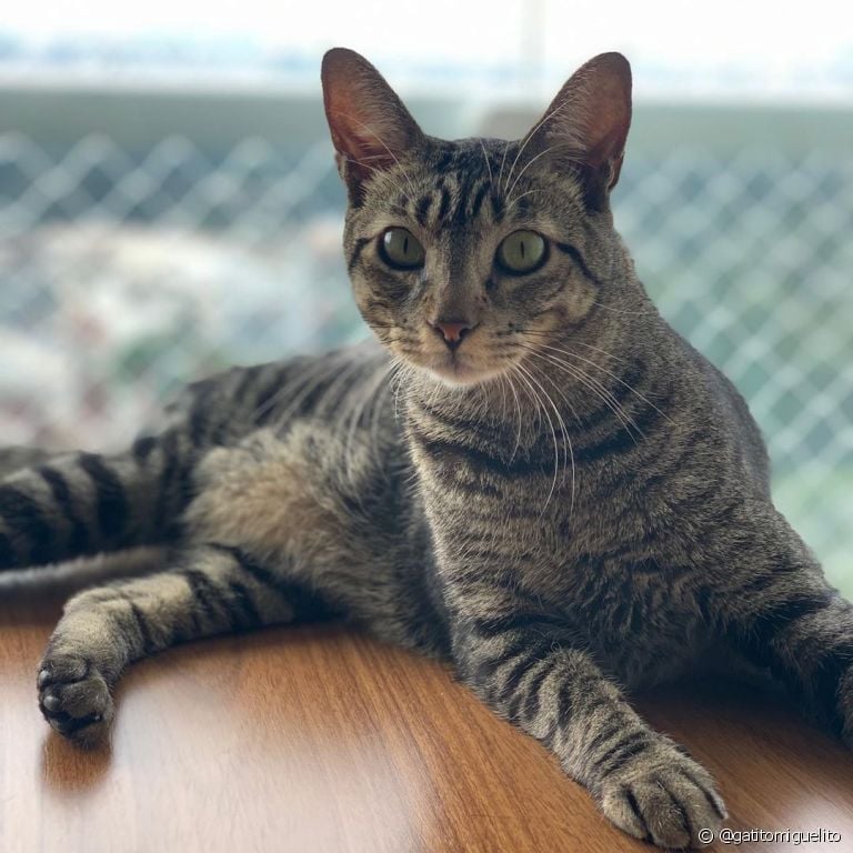  Nomes de gatos: se inspire nesses felinos pra batizar o seu bichano! (Foto: @gatitomiguelito) 