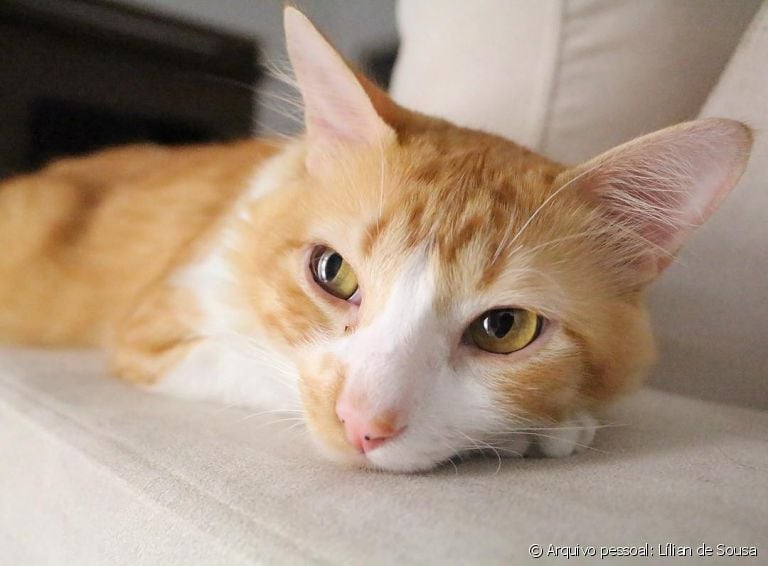 Otite em gatos pode causar muitos incômodos. Aprenda a identificar o problema!