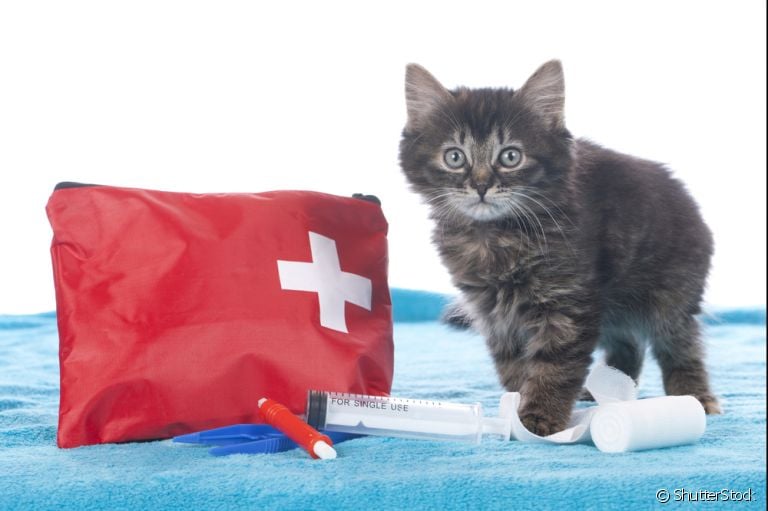 Saiba como cuidar de gato em caso de emergências: atropelamento, engasgo, parada cardiorrespiratória e outras situações.