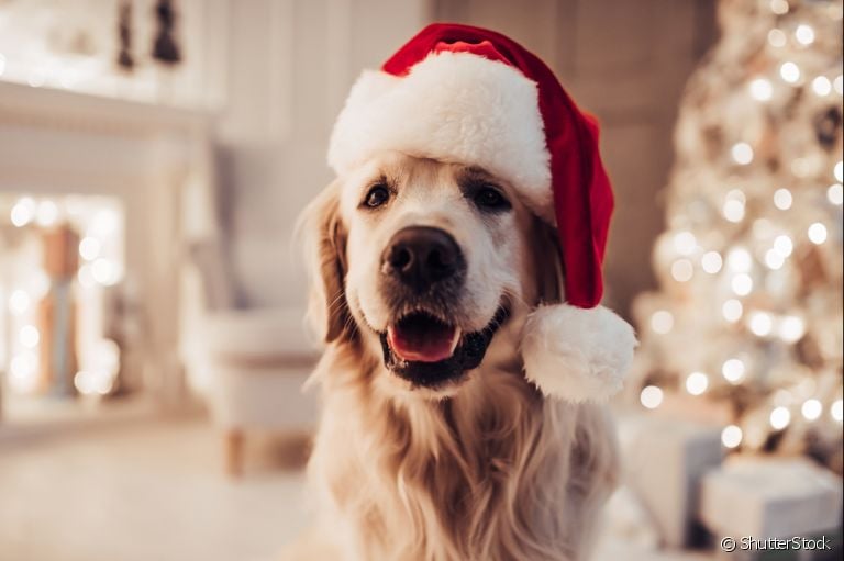 Confira ideias de roupa de natal para cachorro e entre no clima de celebração com o seu peludo!