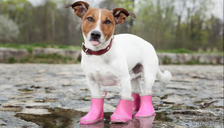 Sapato para cachorro: o modelo ideal tem que ser confortável para o pet