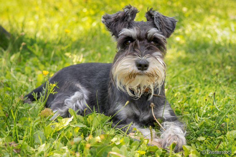 O Schnauzer é um cachorro apaixonante: conheça mais sobre a raça aqui!