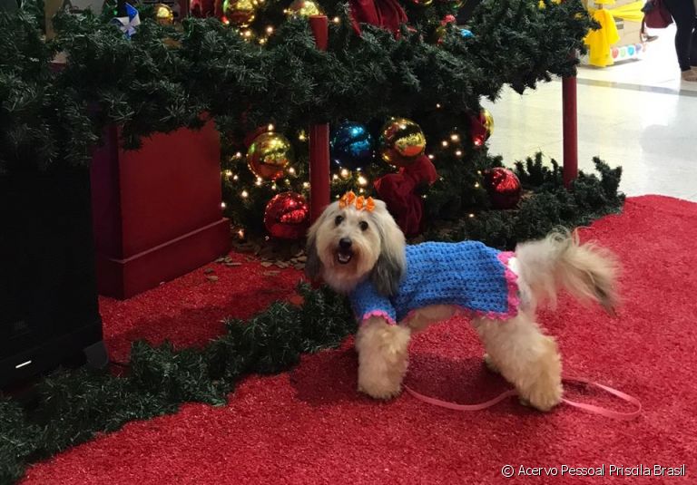 Cachorro combina com shopping, sim: dá uma olhada no que você precisa fazer para levar seu amigo para um passeio