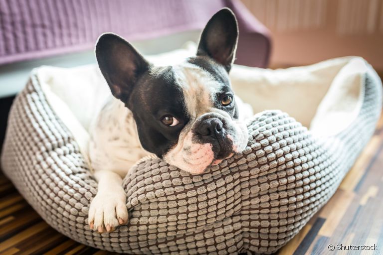 O seu cachorro vai ficar muito mais feliz se tiver um cantinho só dele para relaxar em casa!
