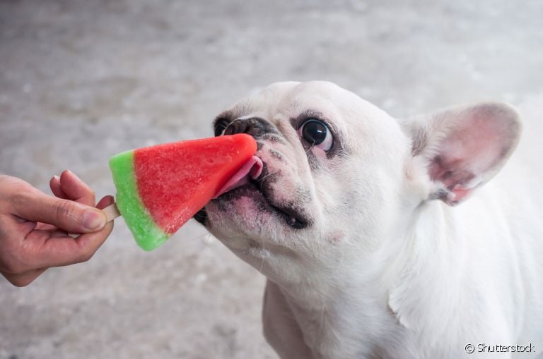 No verão, os cuidados com seu cachorro precisam ser redobrados: veja alguns alimentos refrescantes para oferecer a ele!