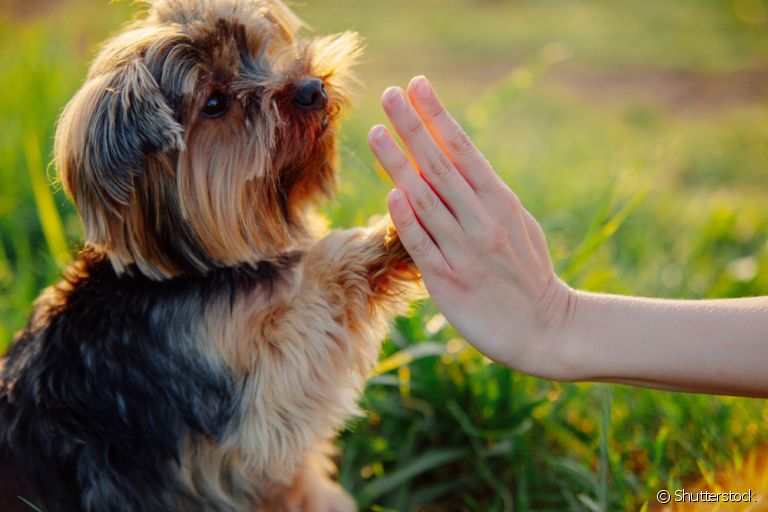 Como educar cachorro: algumas técnicas são essenciais para uma relação mais harmoniosa com o seu animal