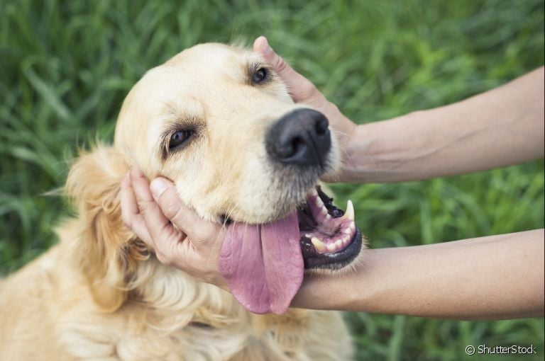 Cuidar de cachorro inclui observar todo o corpo do animal em busca de qualquer alteração que pode virar algo mais grave