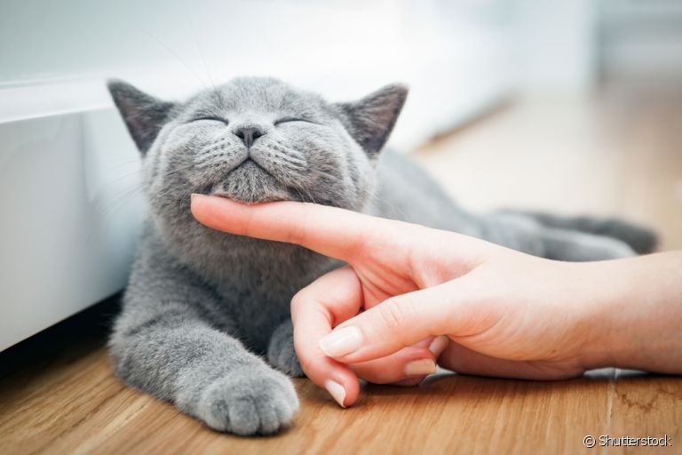  O estresse pode ser responsável por diversas doenças. Saiba como evitar que o seu gatinho fique estressado! 