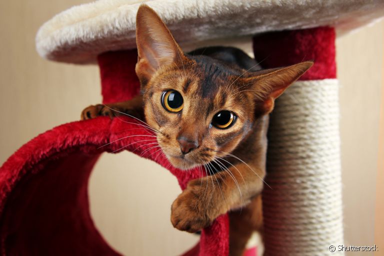 Alguns produtos para gatos deixam a convivência muito mais tranquila e divertida para você e seu pet!