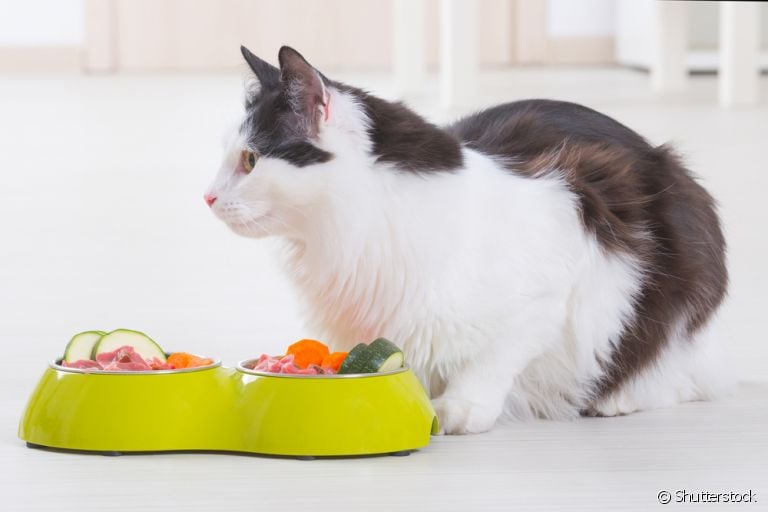 A alimentação natural para gatos pode ser uma boa opção saudável para seu bichano