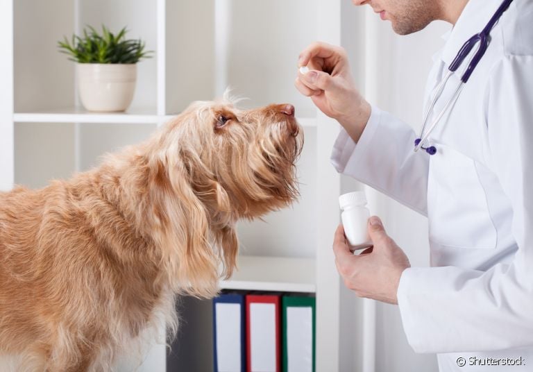 Anti-inflamatório para cachorro: entenda quando o medicamento é recomendado por veterinários