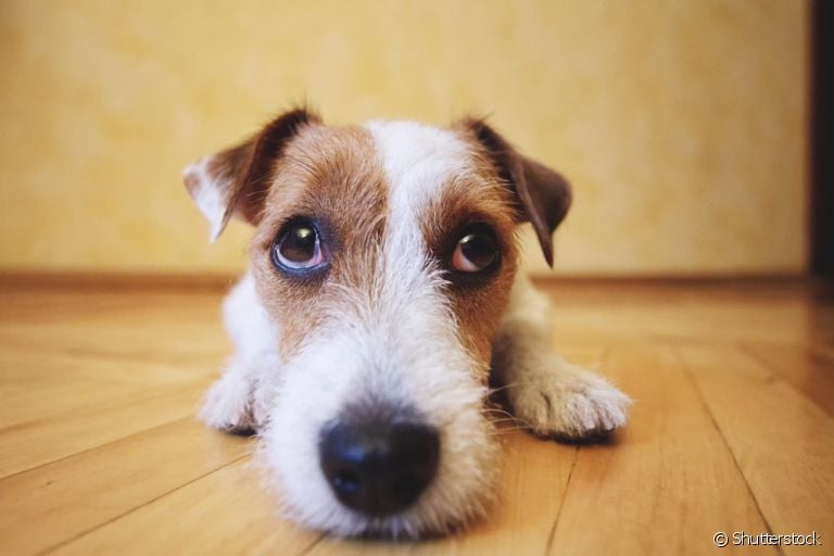 Saber quais os sintomas de cachorro envenenado pode salvar a vida do seu amigo.