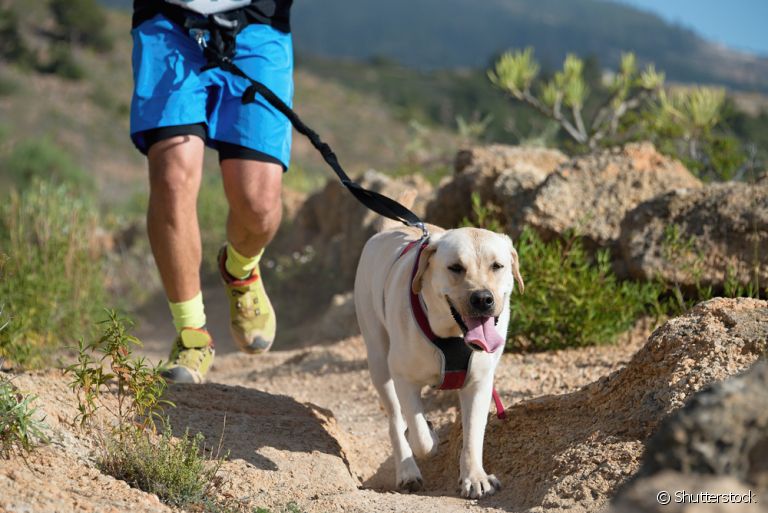 Conheça as raças de cachorro campeãs de energia para te acompanhar na prática de esportes!