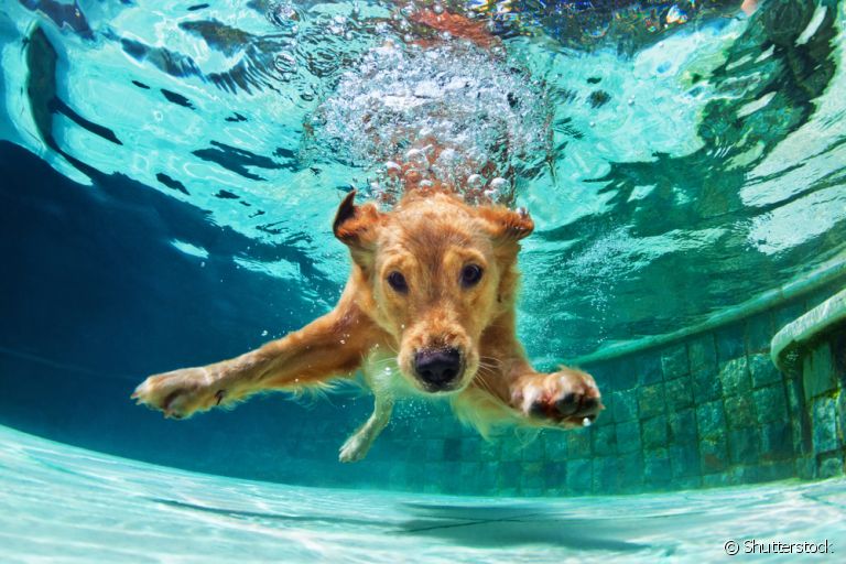 As raças de cachorro que gostam de brincar na água se dão bem no verão: confira algumas delas aqui embaixo