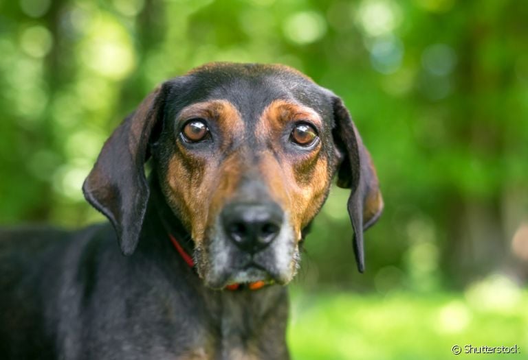 Babesiose canina é uma das principais manifestações da doença do carrapato. Entenda mais!