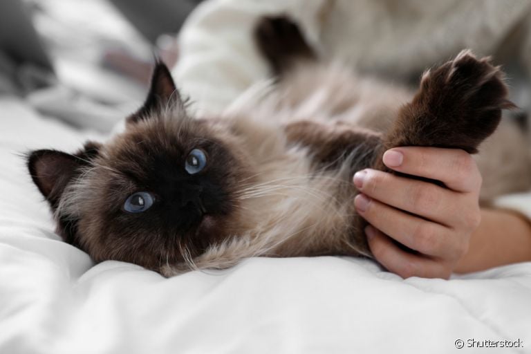 Gato Balinês: conheça todas as características desse felino apaixonante!