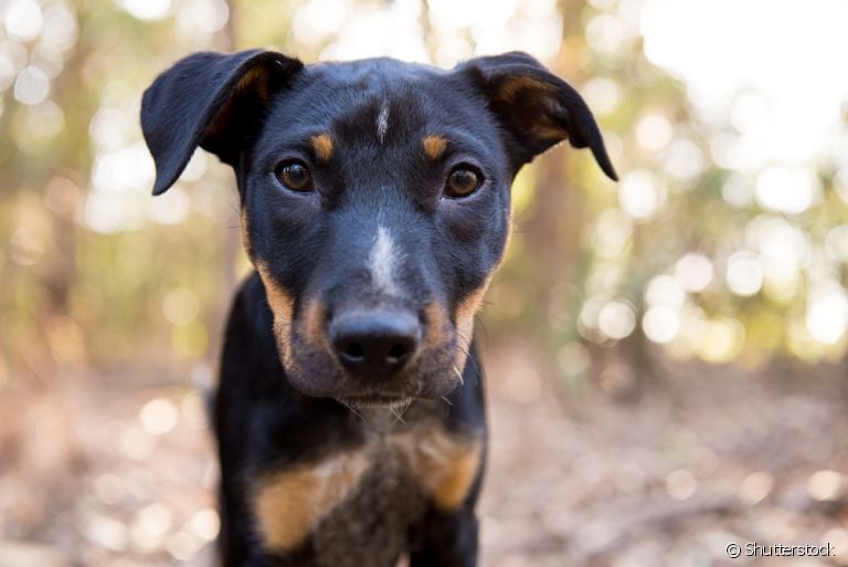 Barriga d'água em cachorro filhote: descubra mais sobre a condição que pode indicar várias doenças diferentes