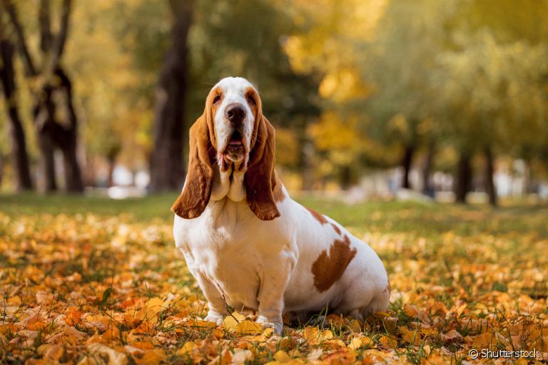 O Basset Hound é apaixonante: descubra mais sobre ele aqui