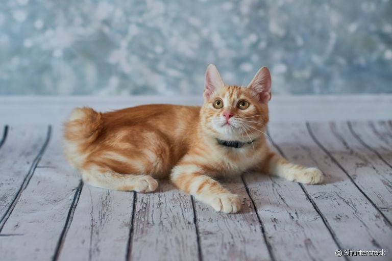 Bobtail Japonês: uma das características mais marcantes da raça é a cauda curtinha