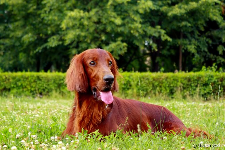 Os gases em cachorros são mais comuns do que você imagina: conheça mais sobre a situação aqui