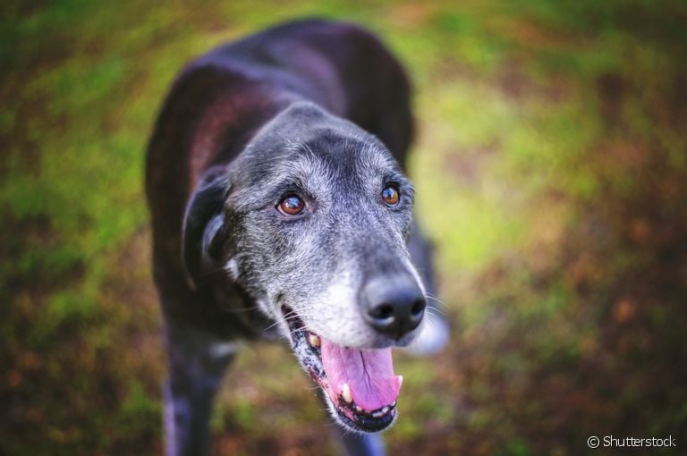 Ração para cachorro idoso, vitamina, rampa e mais: veja quais cuidados ter com um cão mais velho!