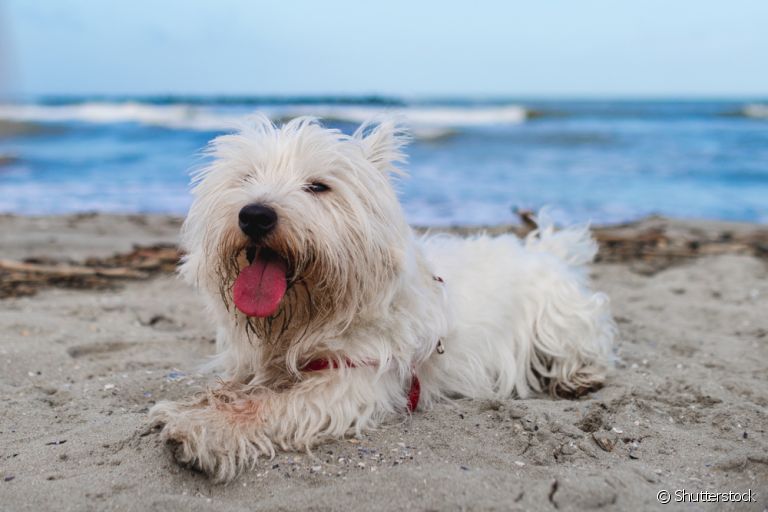 Descubra quais são as principais doenças que o cachorro na praia pode ter