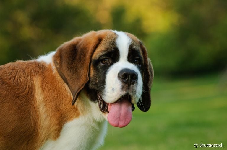  São Bernardo: conheça mais sobre o cachorrinho (ou cachorrão) super obediente 