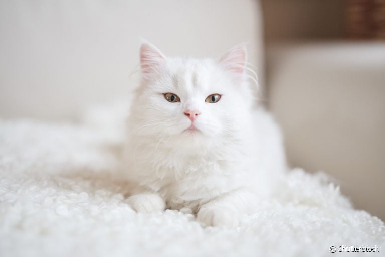 Calicivirose felina é uma espécie de gripe de gato, com sintomas parecidos com a doença que afeta humanos