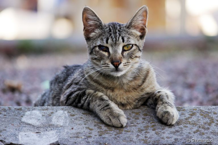 A clamidiose felina é uma doença ocular com sintomas comuns: conheça mais sobre ela aqui